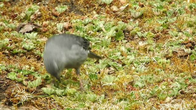 Plumbeous Sierra Finch - ML460194521