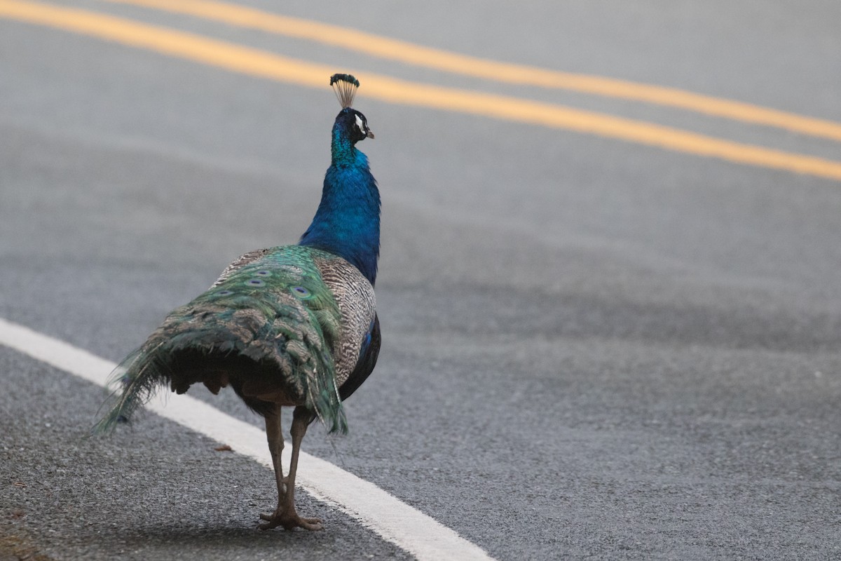 Indian Peafowl (Domestic type) - Tanner Martin