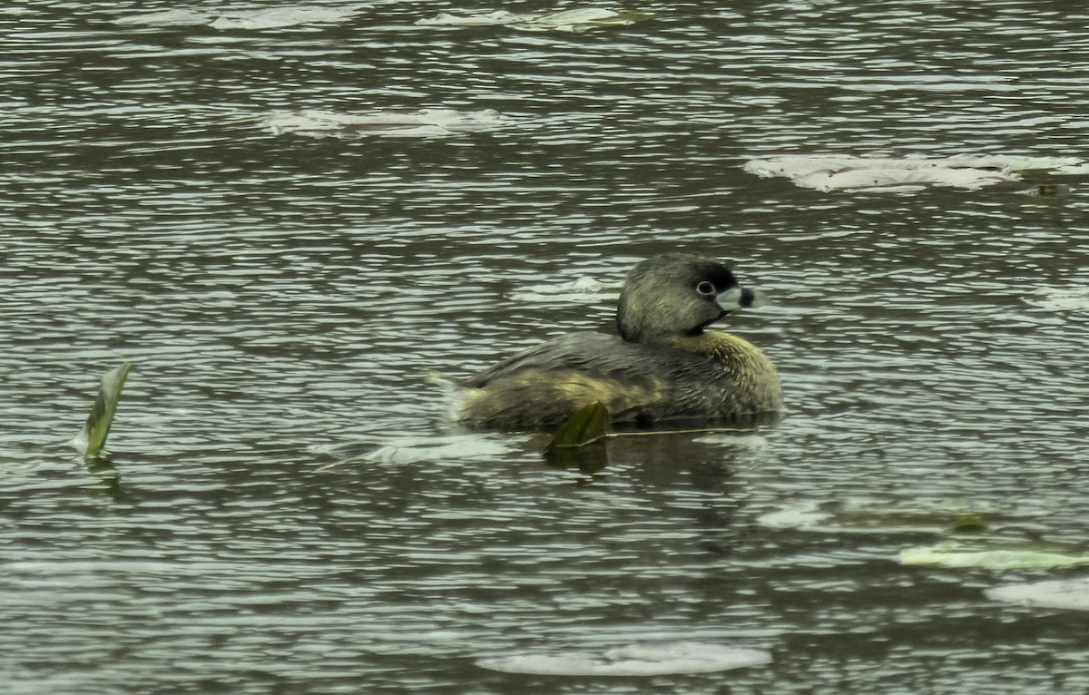 Pied-billed Grebe - Robert Snyder