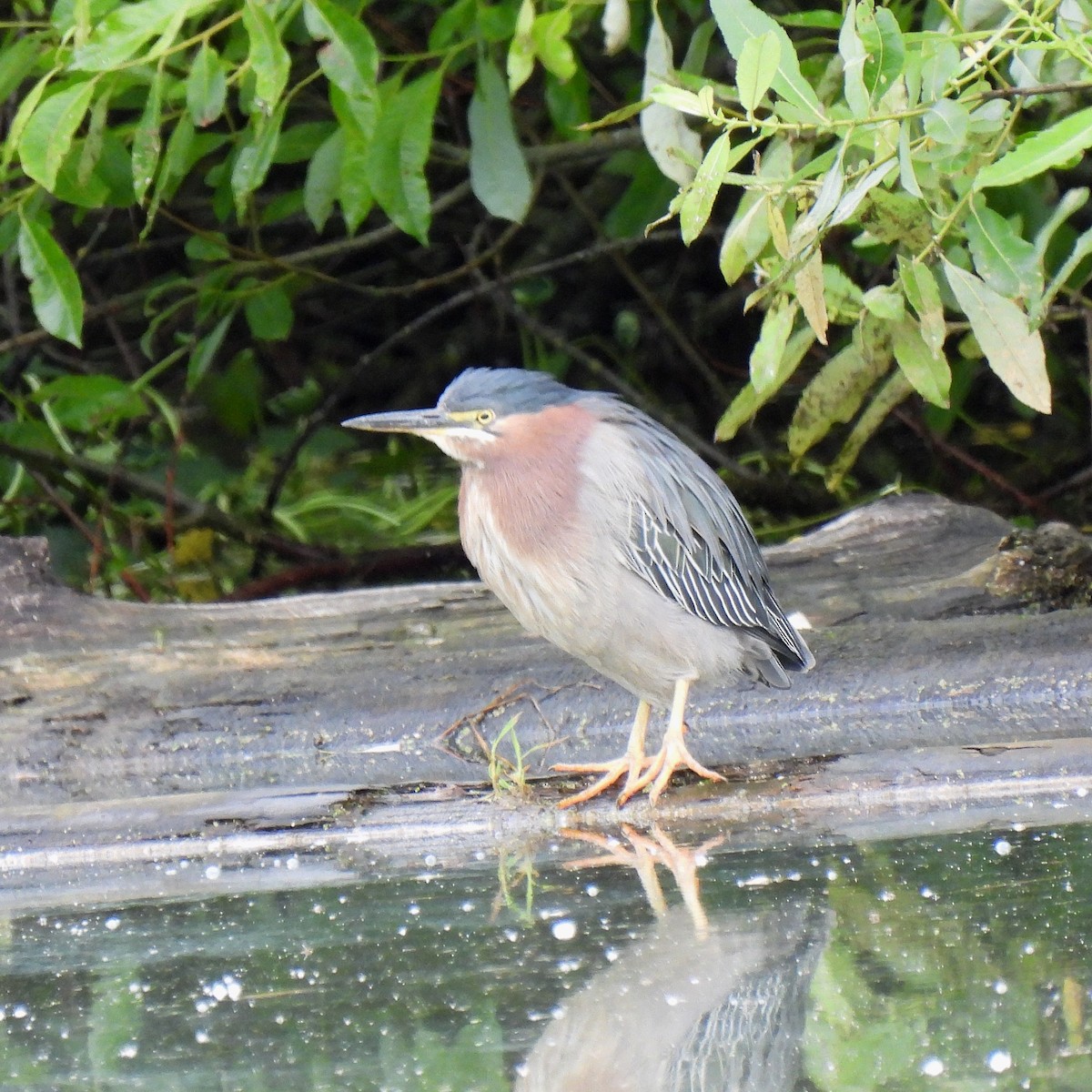 Green Heron - ML460200471