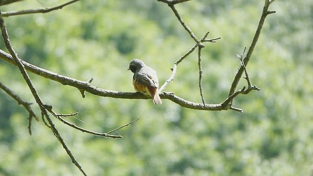 Common Redstart - ML460200941