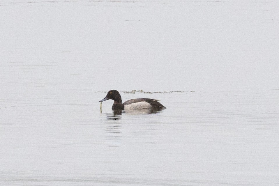 Lesser Scaup - ML460201261