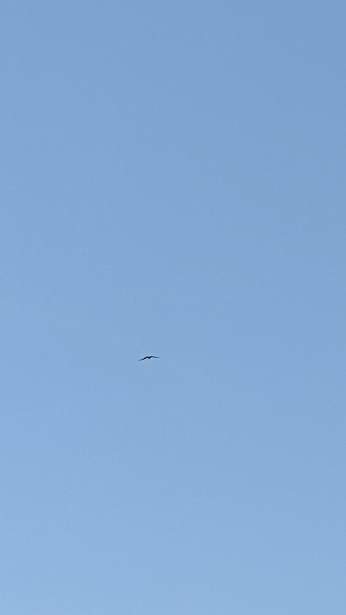 Magnificent Frigatebird - ML460201531