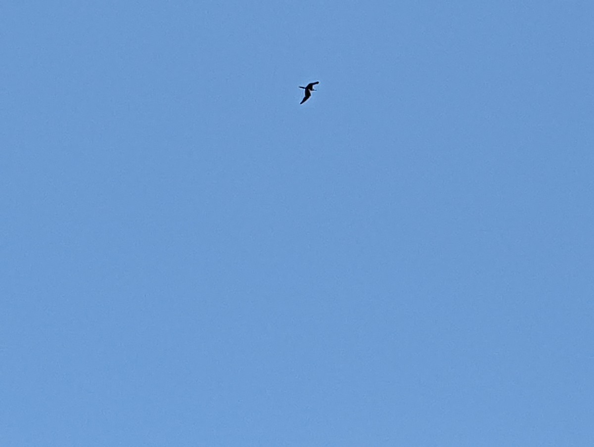 Magnificent Frigatebird - ML460201741