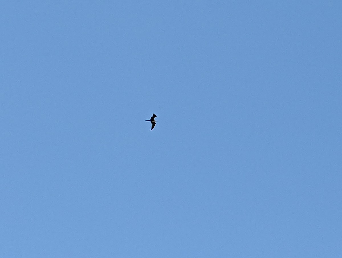 Magnificent Frigatebird - ML460201751