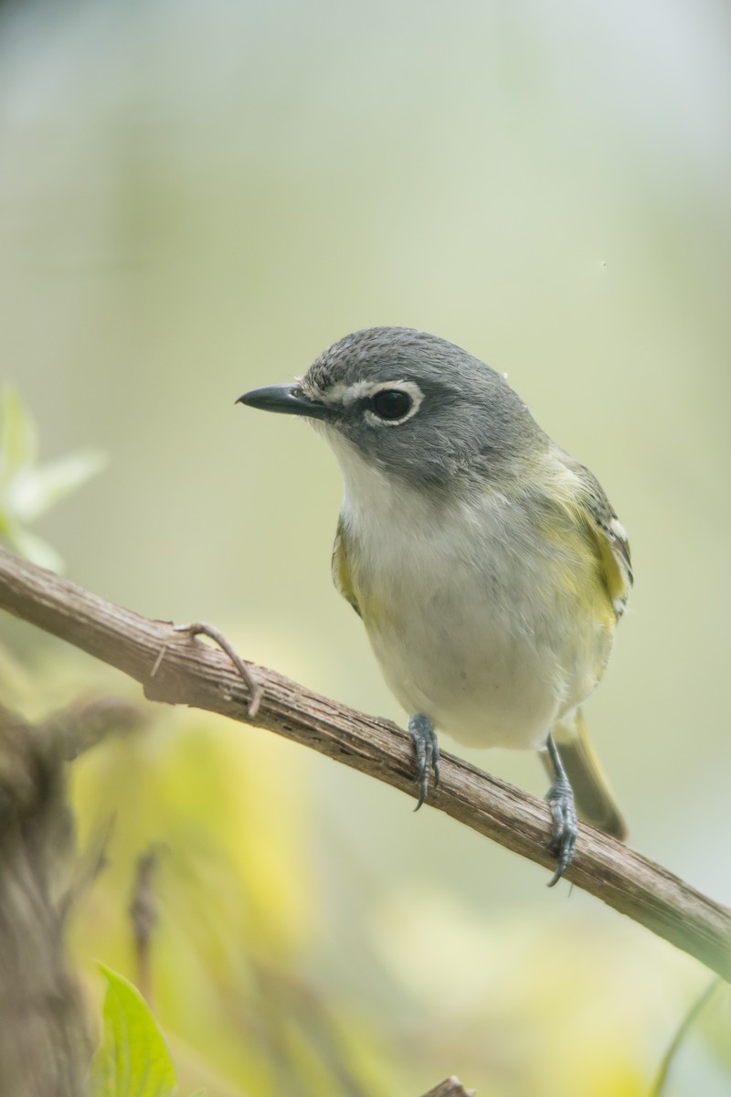 Blue-headed Vireo - Tyler Ficker