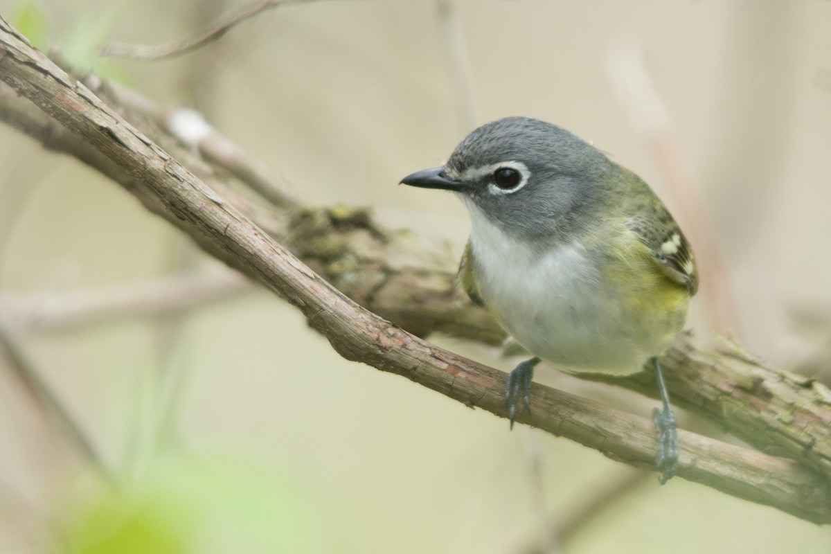 Blue-headed Vireo - Tyler Ficker