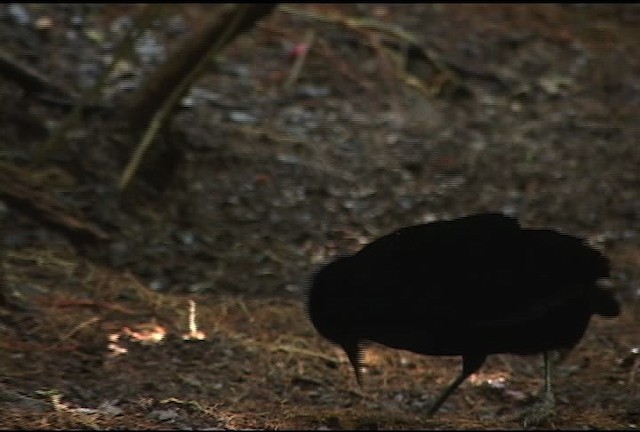 Eastern Parotia - ML460203