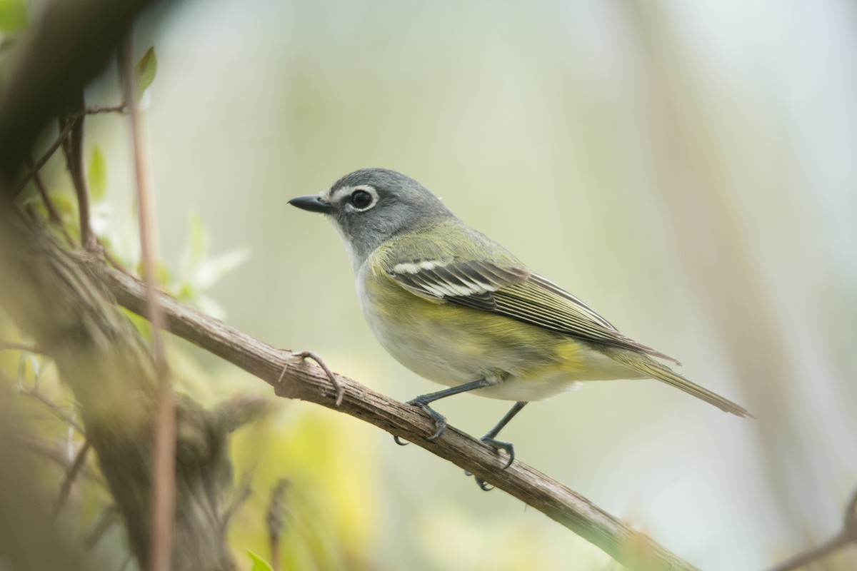 Blue-headed Vireo - ML46020311