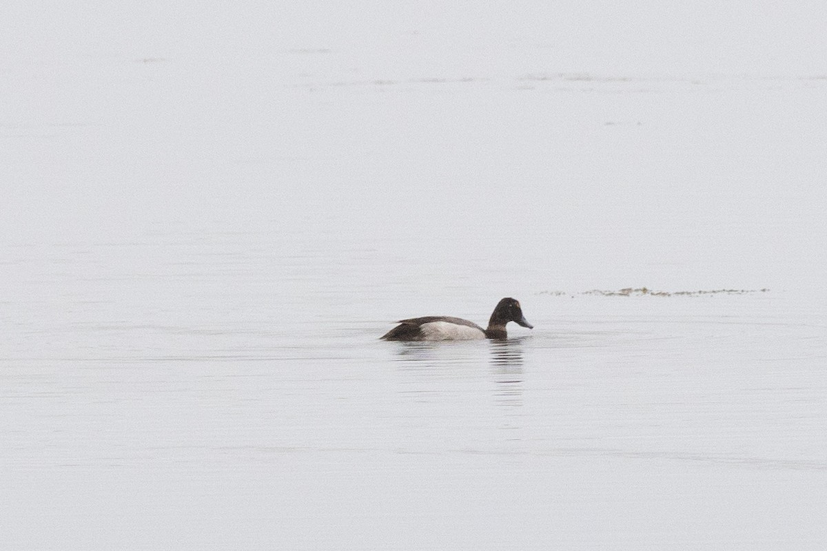 Lesser Scaup - ML460203341