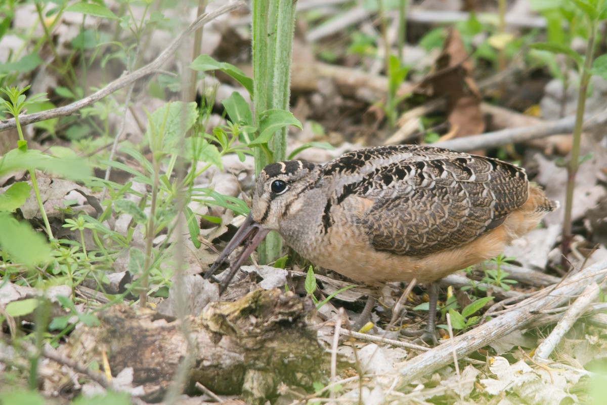 American Woodcock - ML46020351