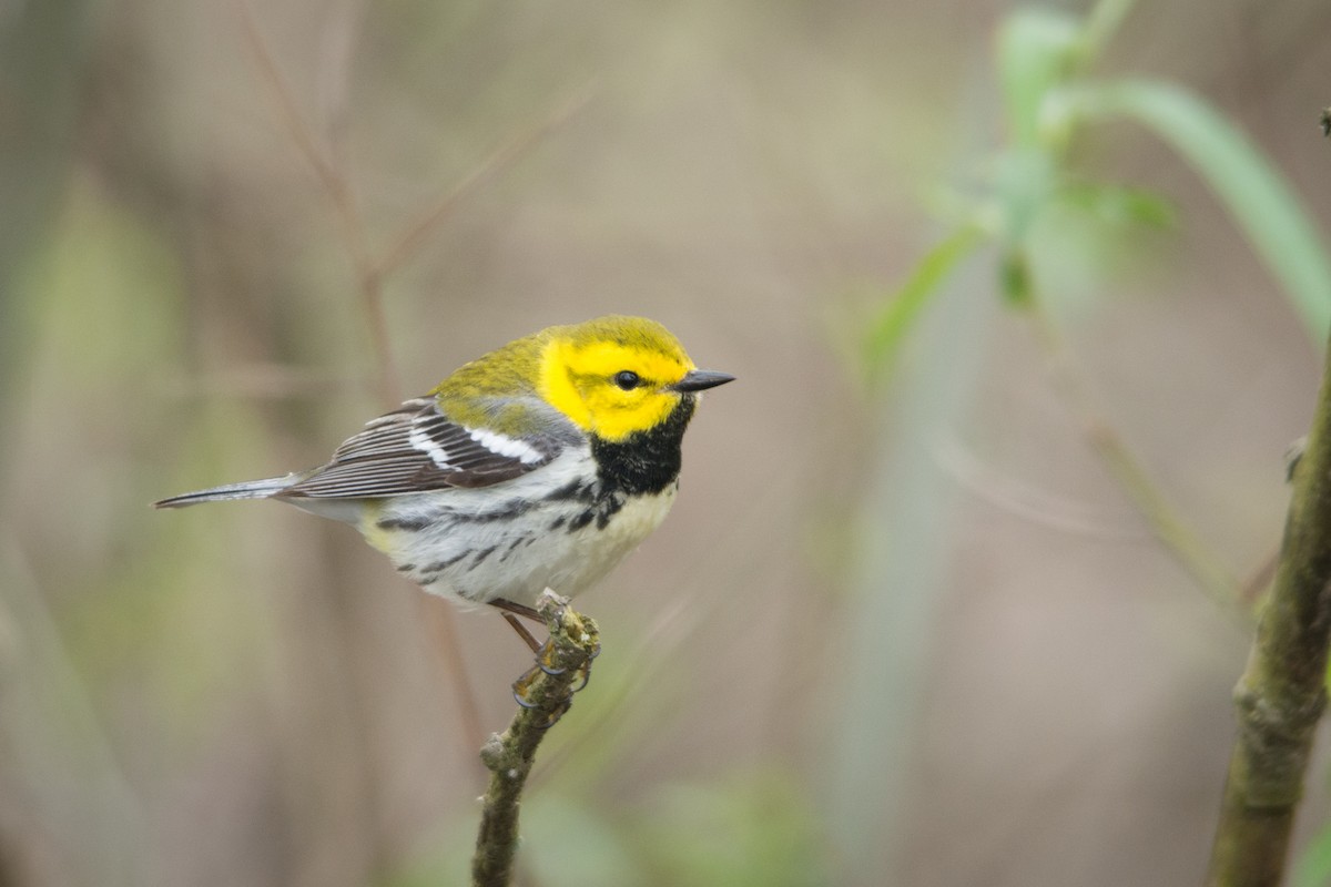 Black-throated Green Warbler - ML46020361