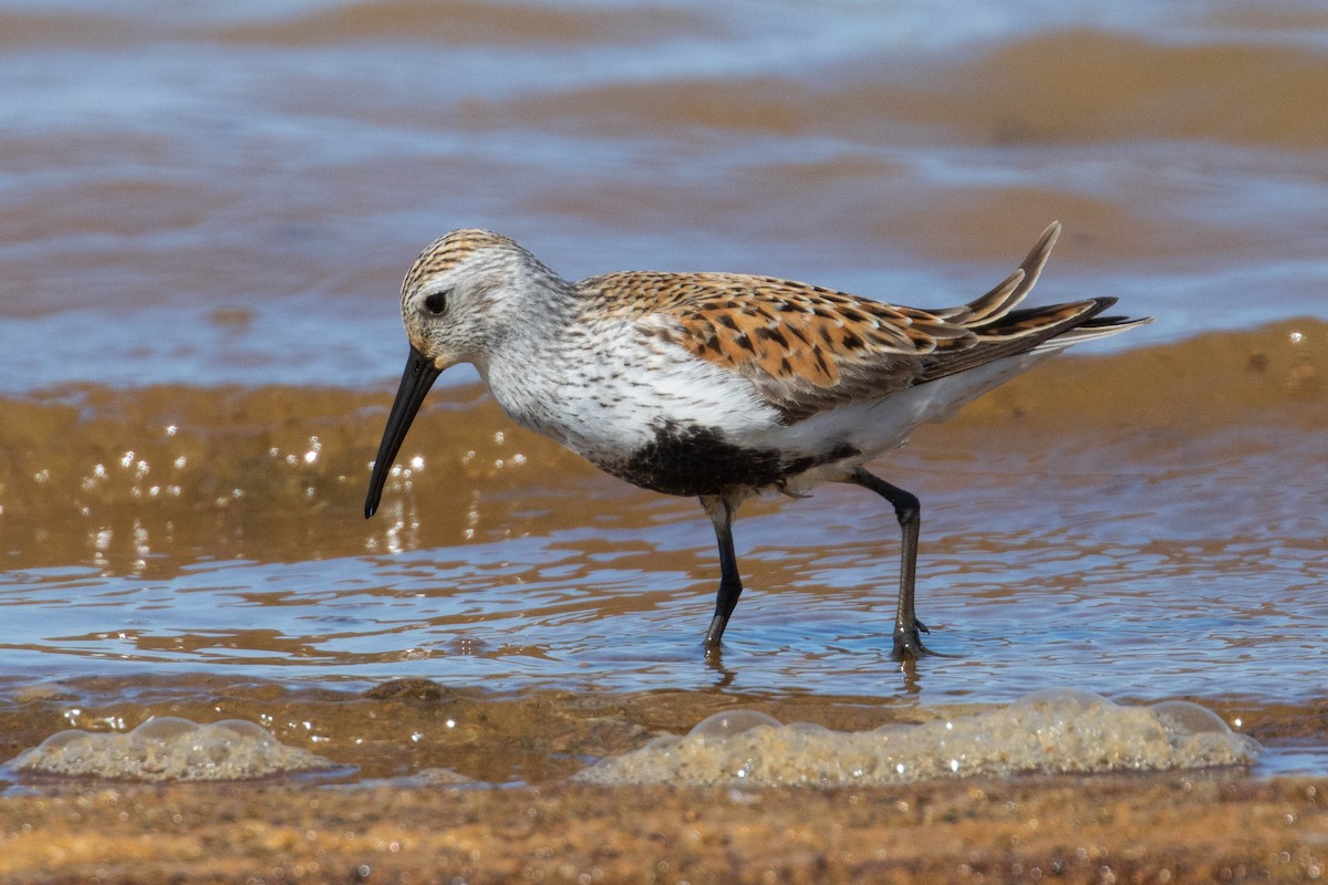 Dunlin - ML460203611