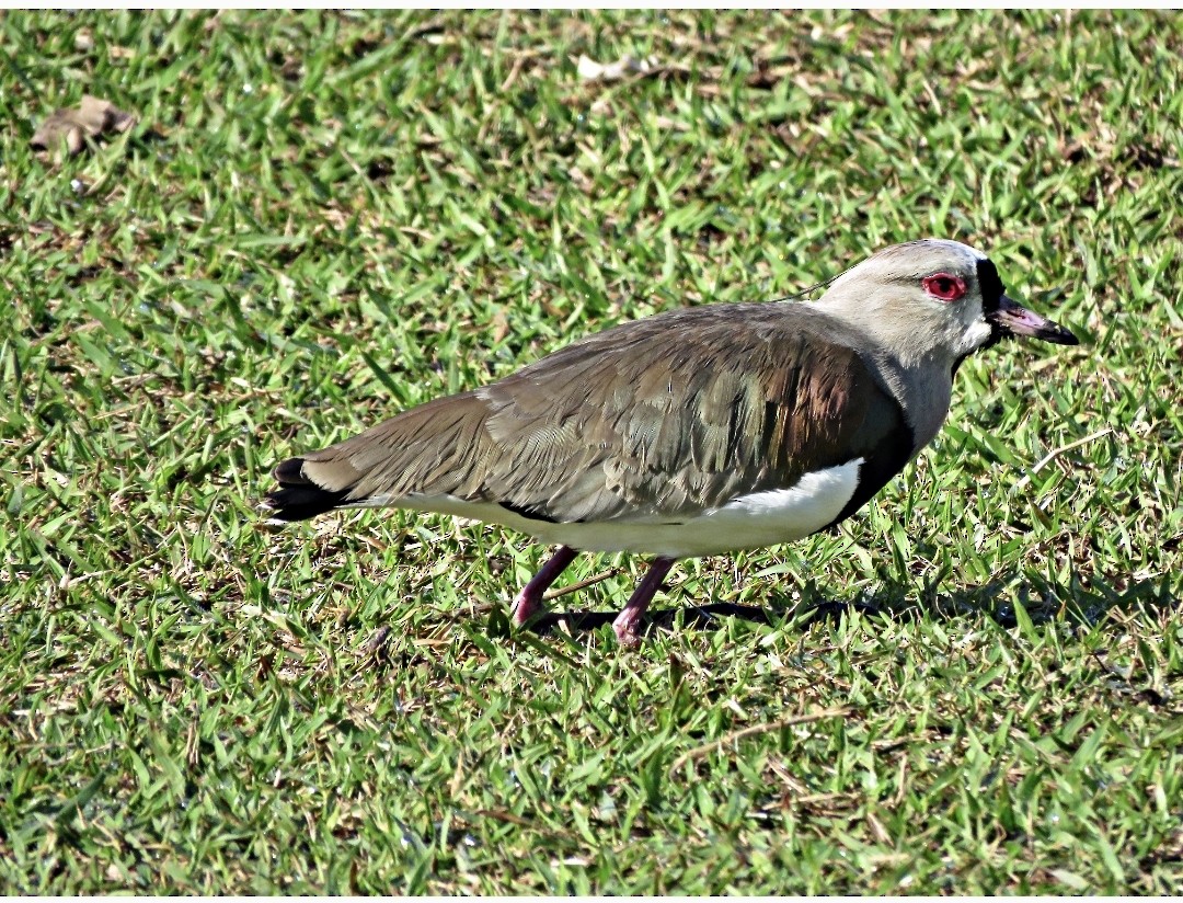 Southern Lapwing - ML460204191