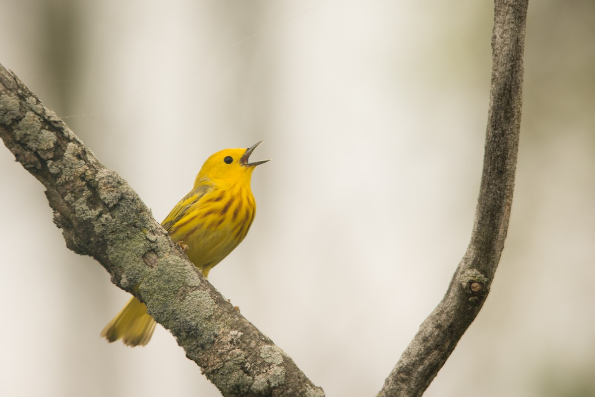 Yellow Warbler - Tyler Ficker