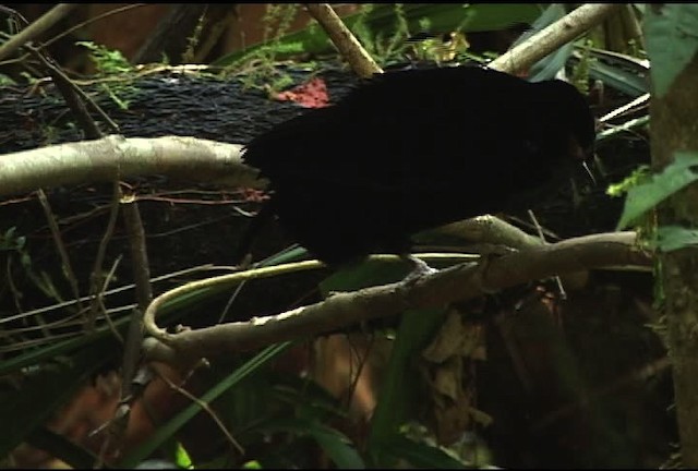 Eastern Parotia - ML460205