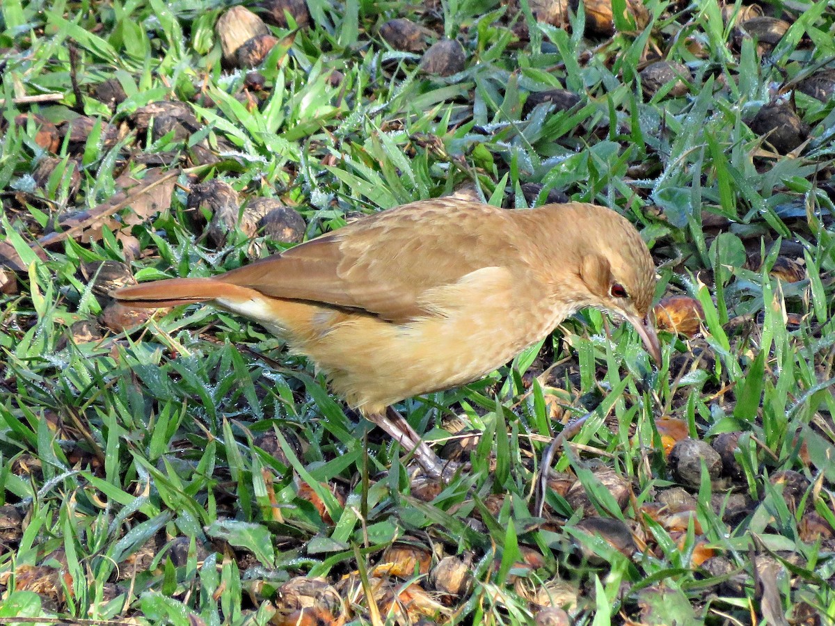 Rufous Hornero - ML460205051