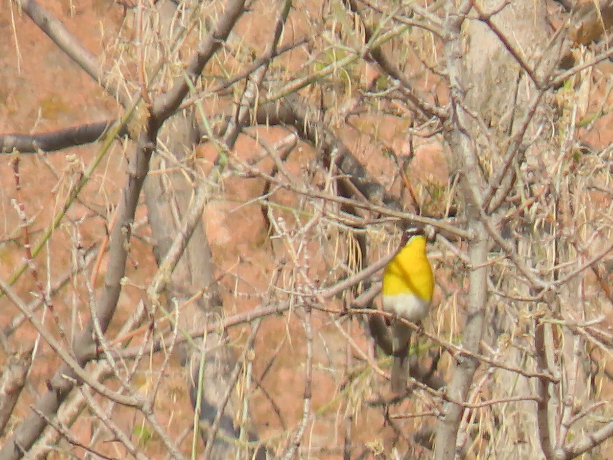 Yellow-breasted Chat - ML460205181