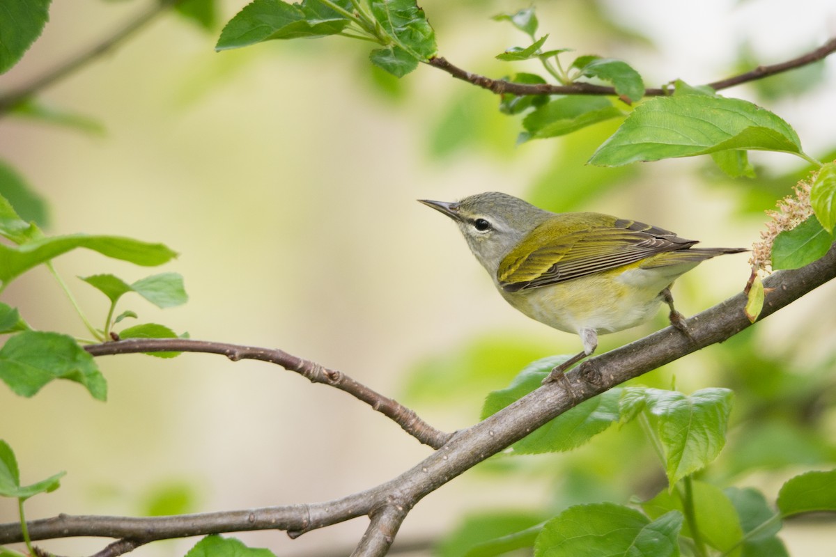 Tennessee Warbler - Tyler Ficker