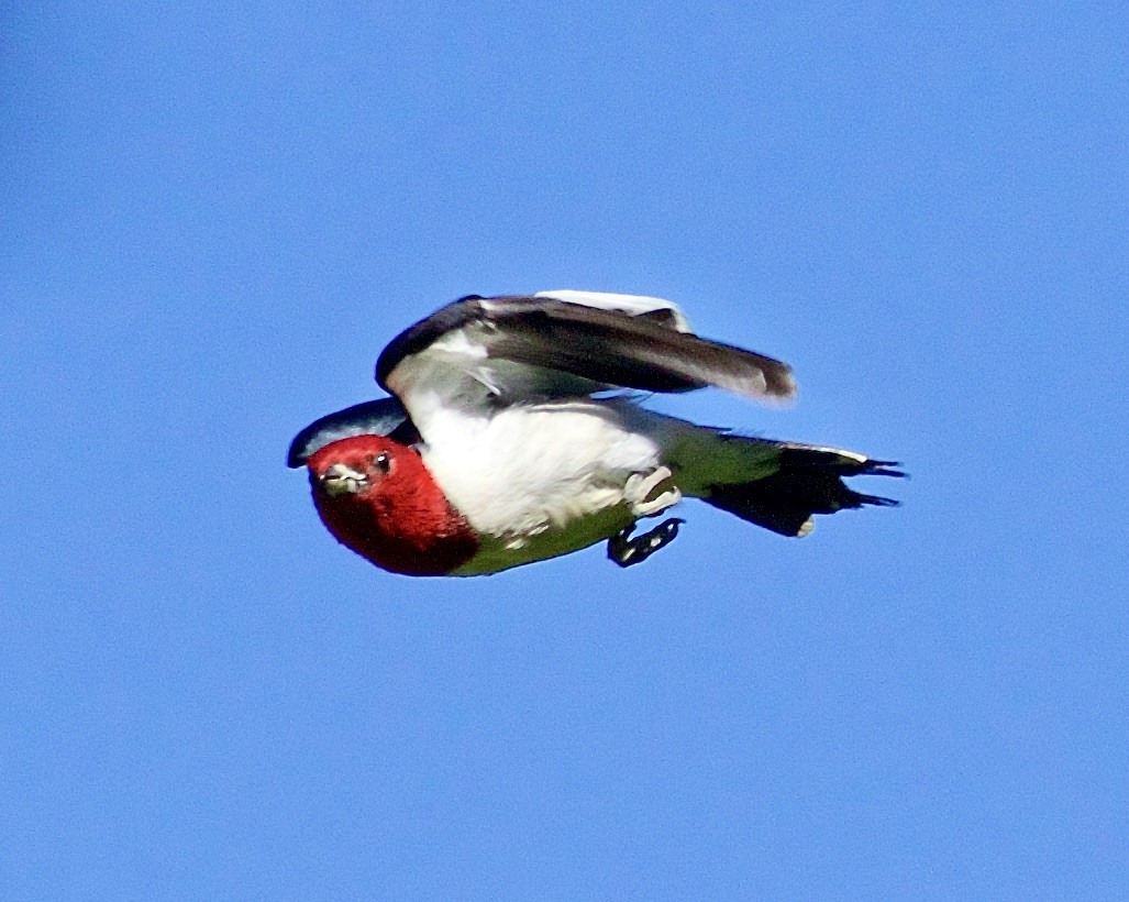 Red-headed Woodpecker - Jack & Holly Bartholmai