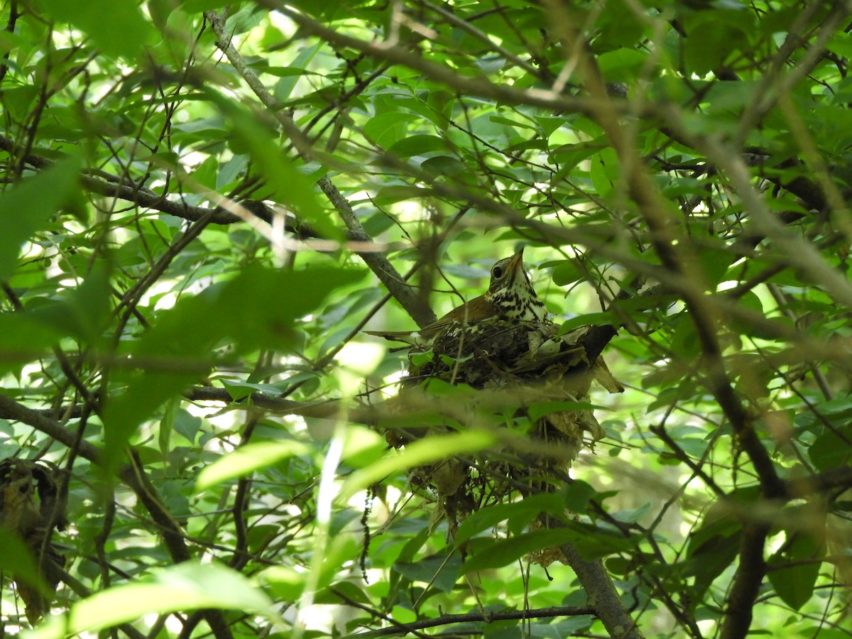 Wood Thrush - ML460206991