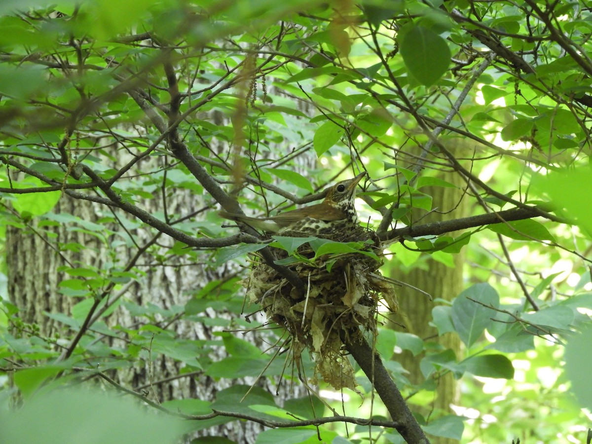 Wood Thrush - ML460207061