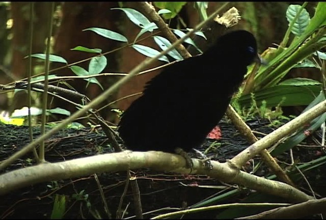 Eastern Parotia - ML460209