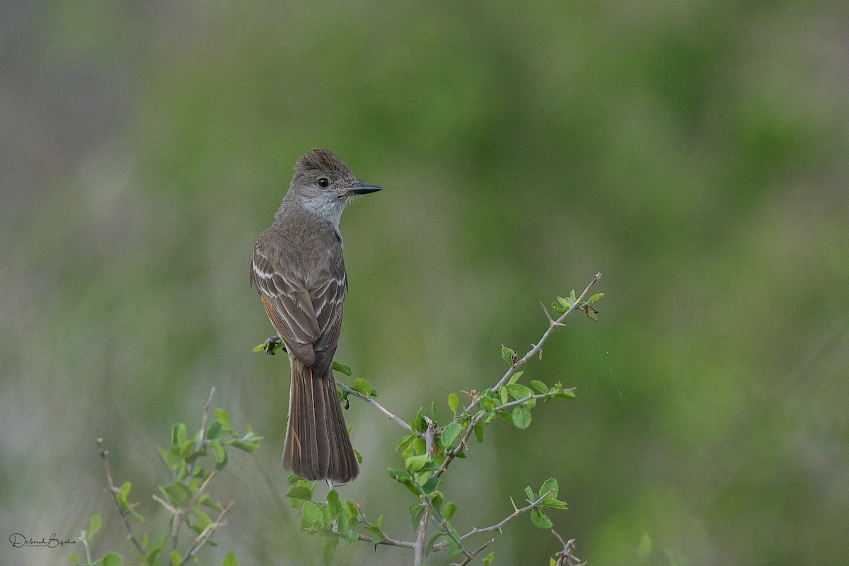 Brown-crested Flycatcher - ML460209561