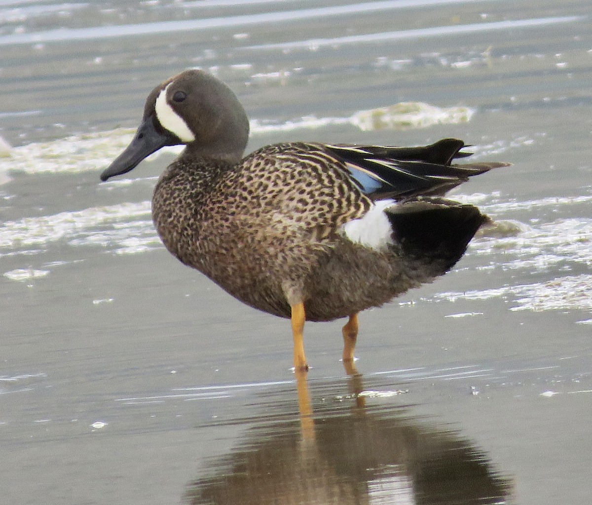 Blue-winged Teal - ML460209581
