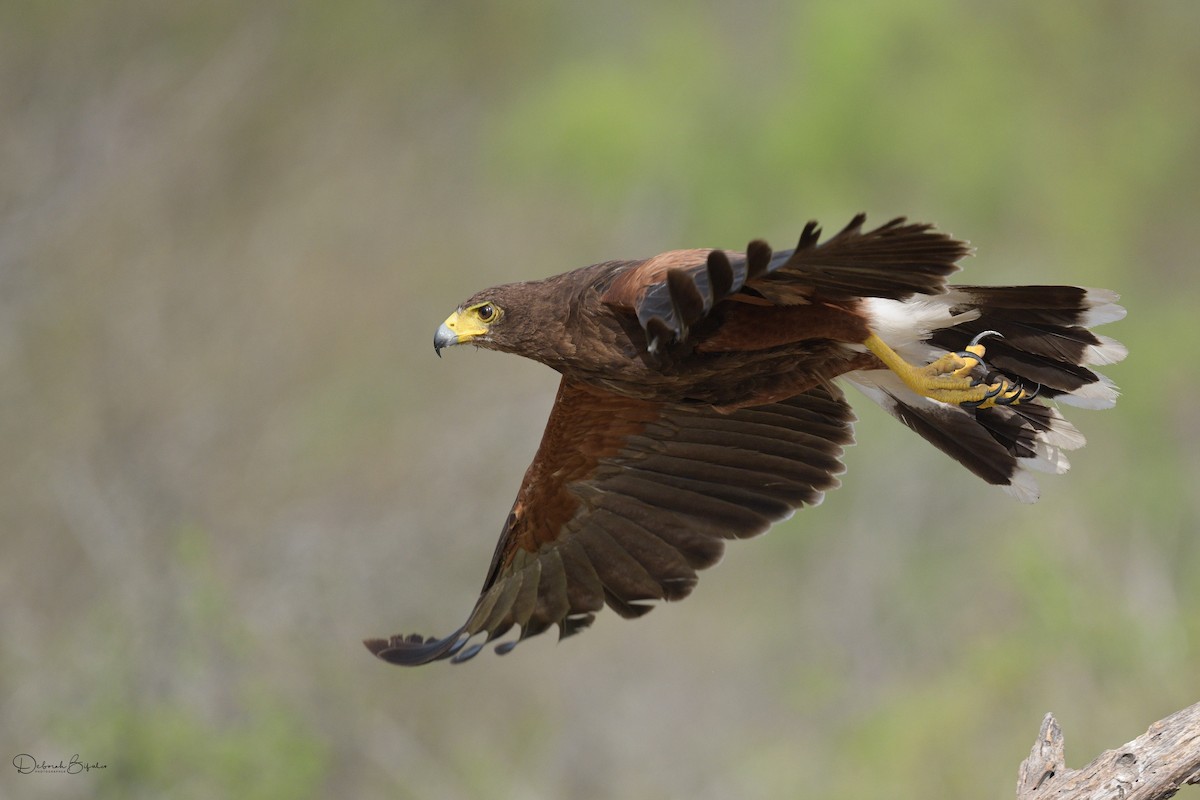 Harris's Hawk - ML460211861