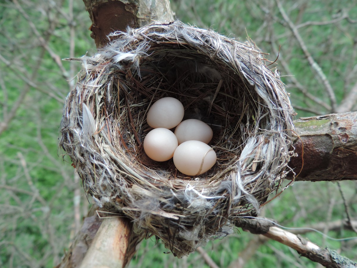 Least Flycatcher - John McKay