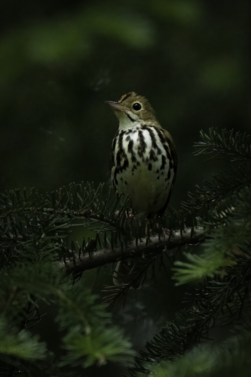 Ovenbird - ML460212681