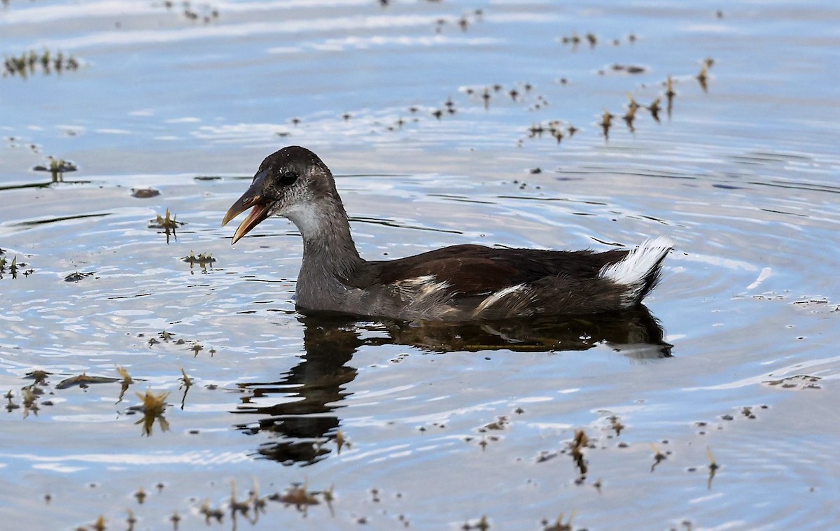 Common Gallinule - ML460214551