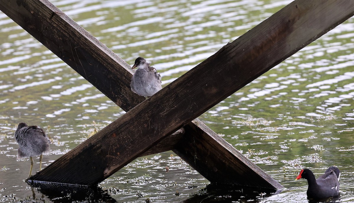 Common Gallinule - ML460214561