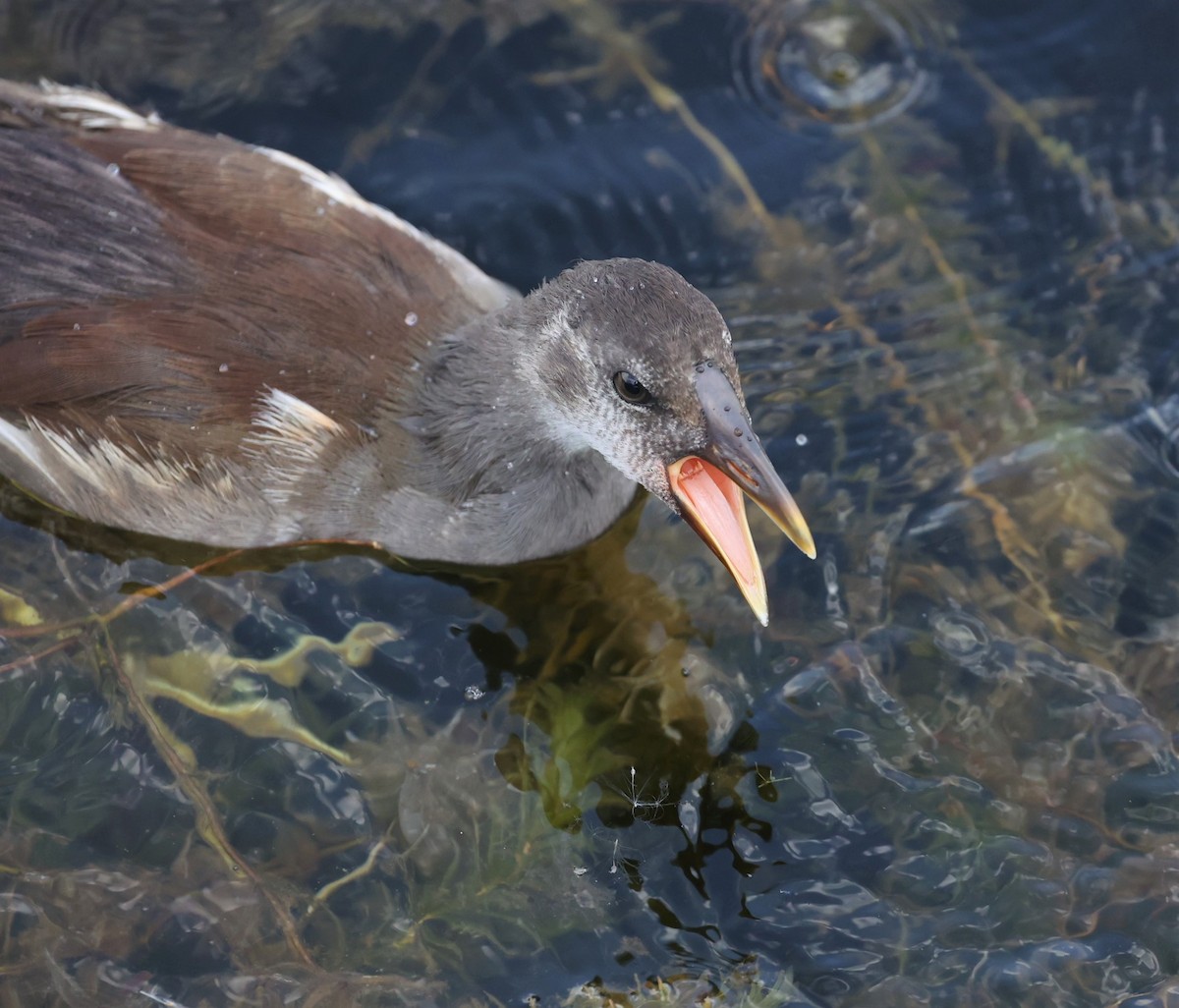 Common Gallinule - ML460214571