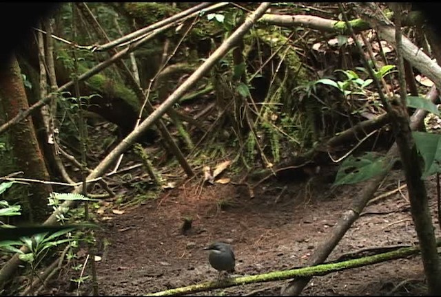 White-eyed Robin - ML460215