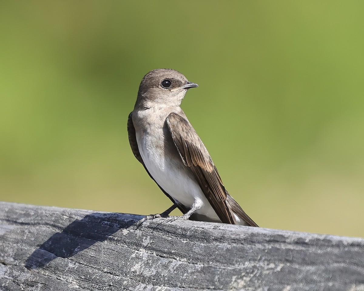 Northern Rough-winged Swallow - ML460215121