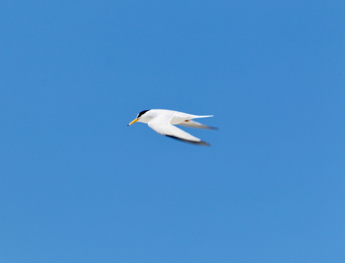 Least Tern - ML460215141