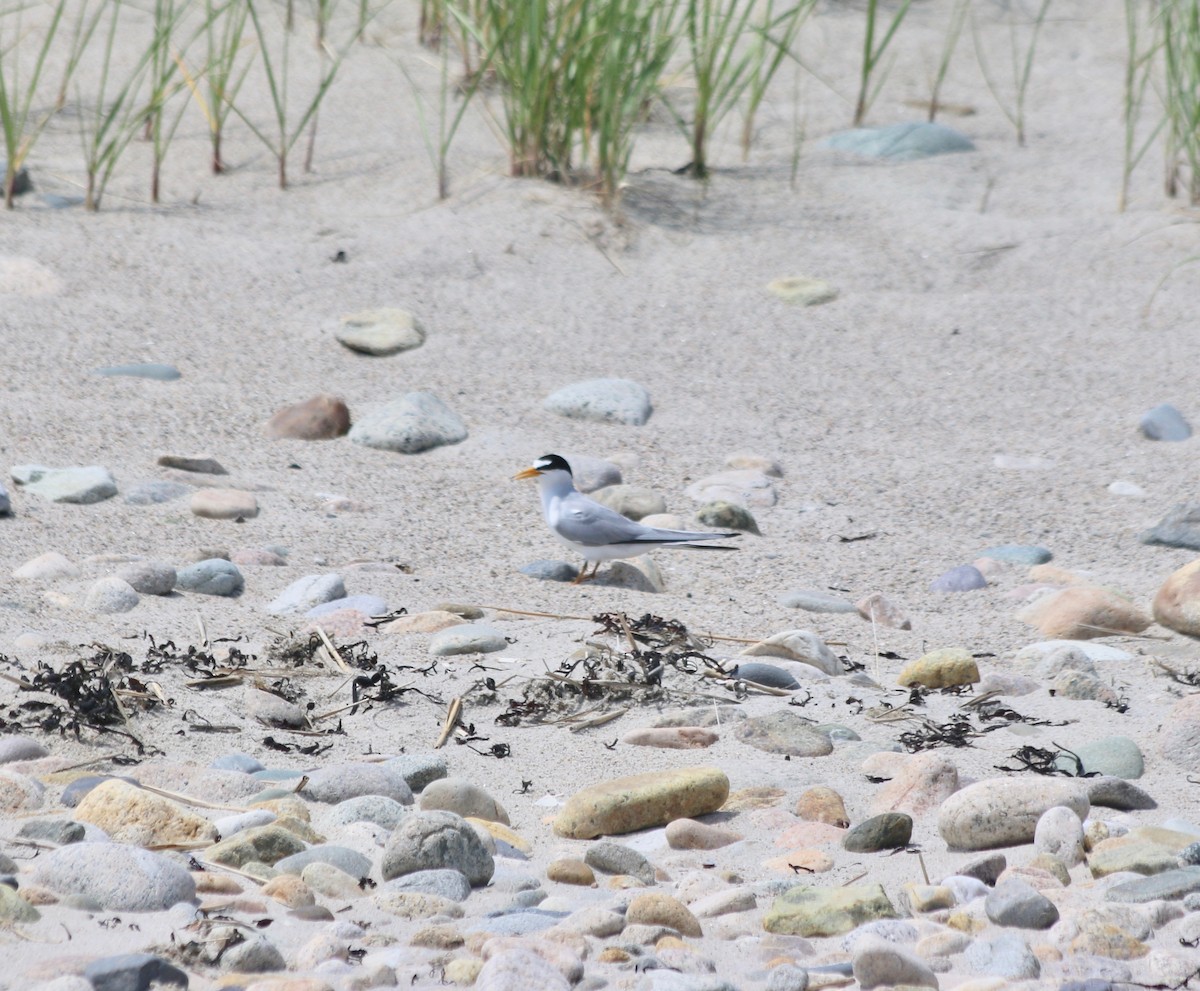 Least Tern - ML460215151