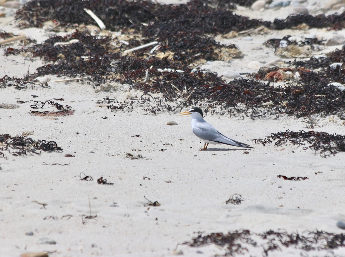 Least Tern - ML460215201