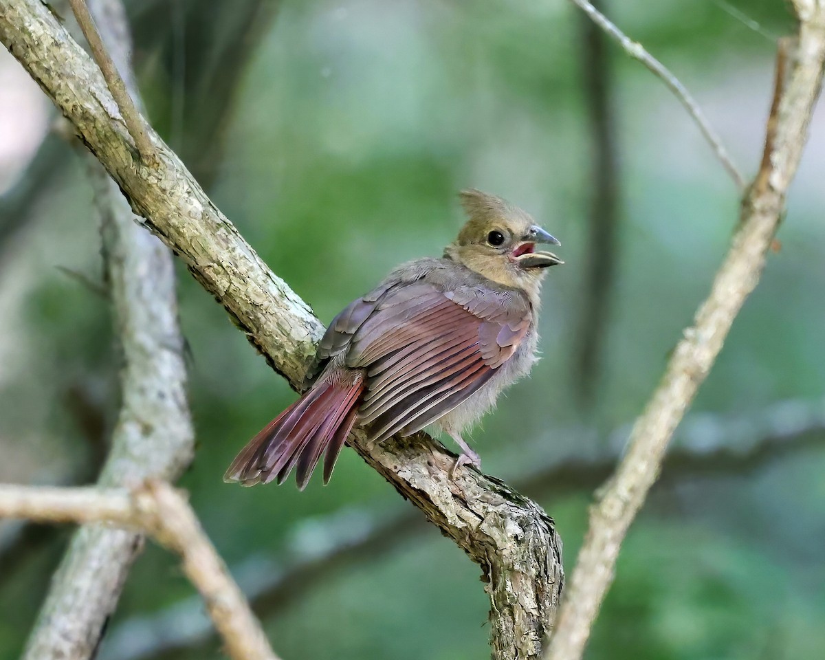 Cardinal rouge - ML460215221