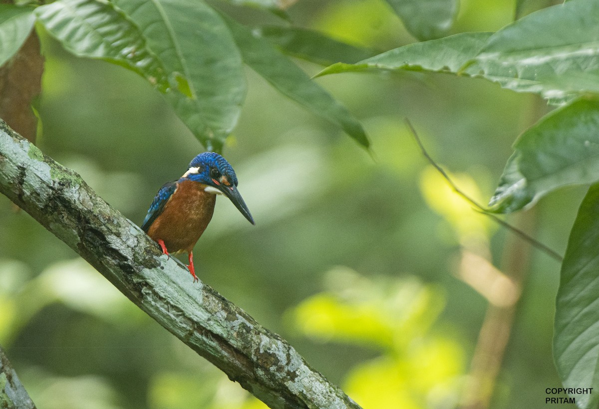 Blue-eared Kingfisher - ML460215651