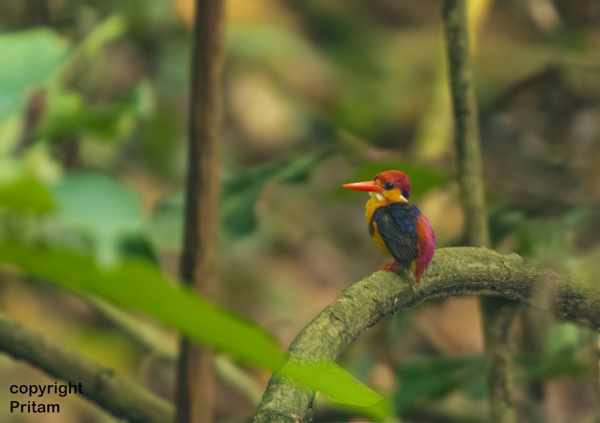 Black-backed Dwarf-Kingfisher - ML460215781