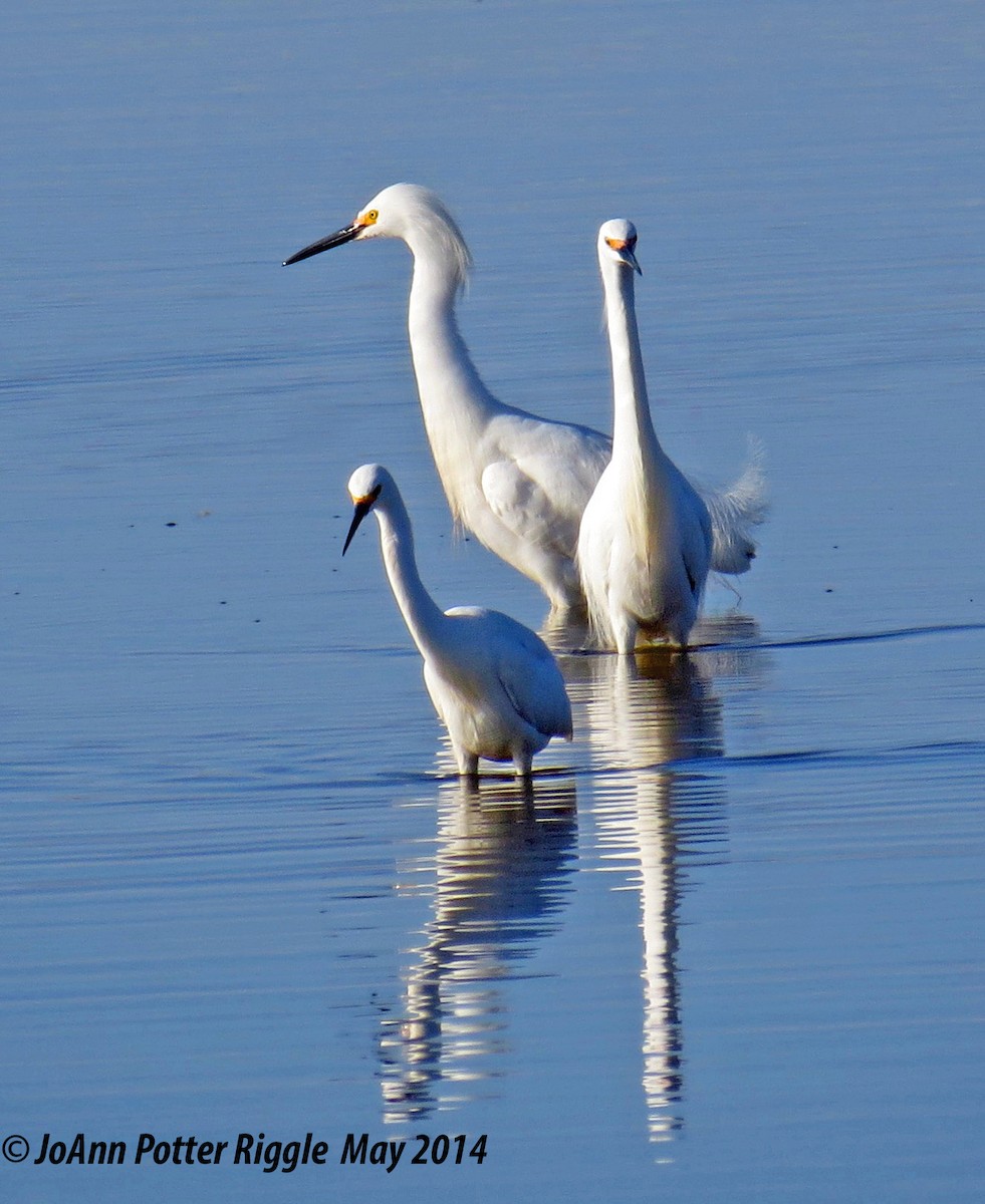 Snowy Egret - JoAnn Potter Riggle 🦤