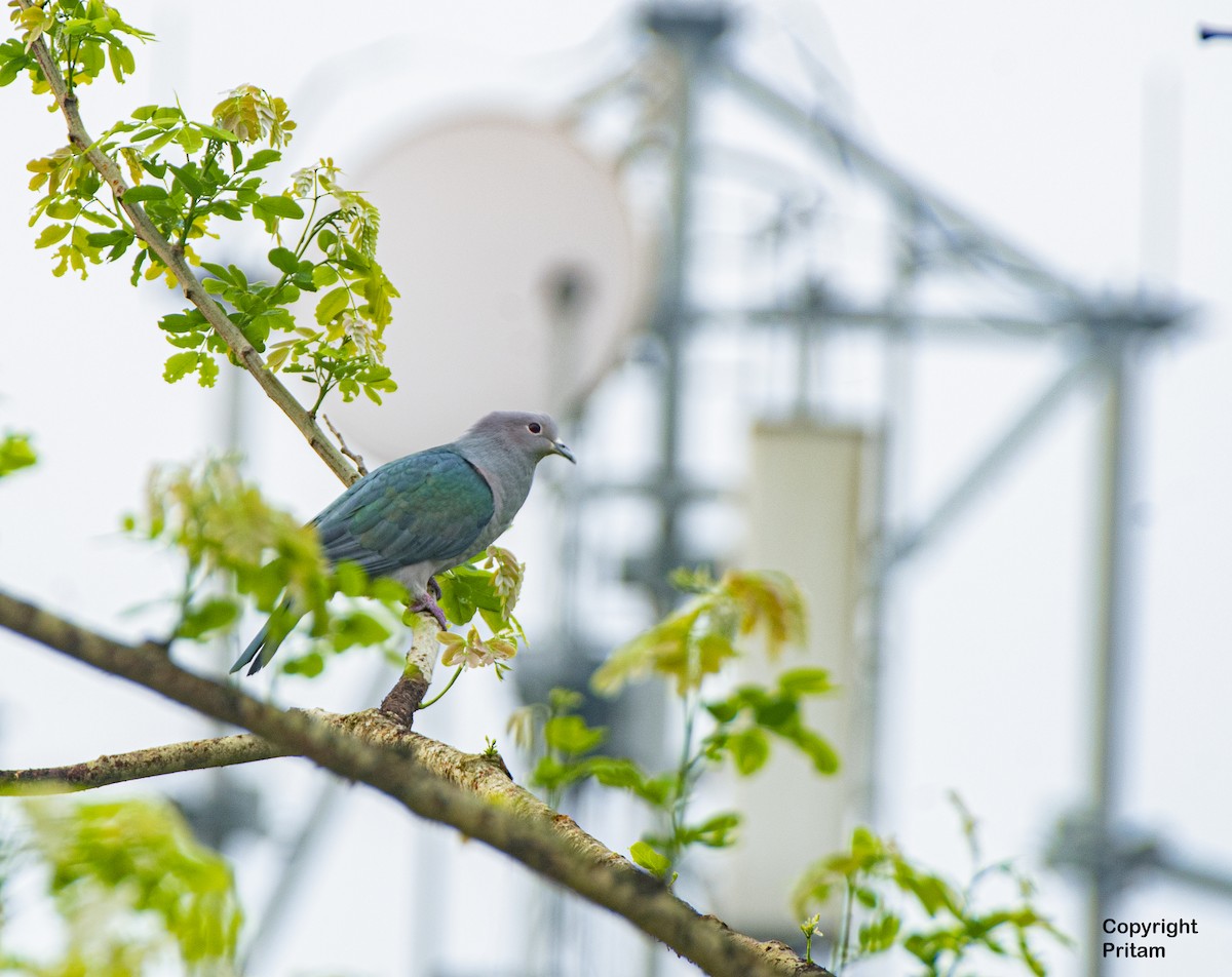 Green Imperial-Pigeon - ML460216171