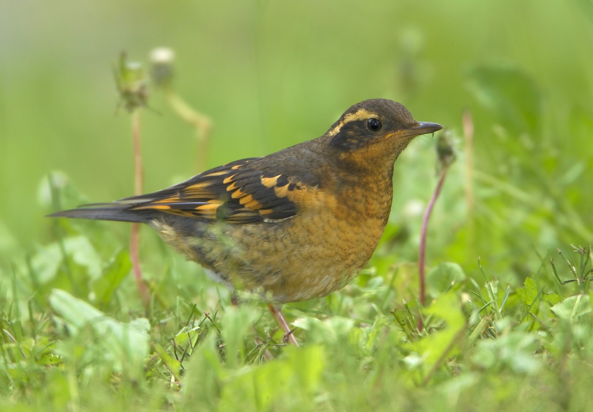 Varied Thrush - Mark Chappell