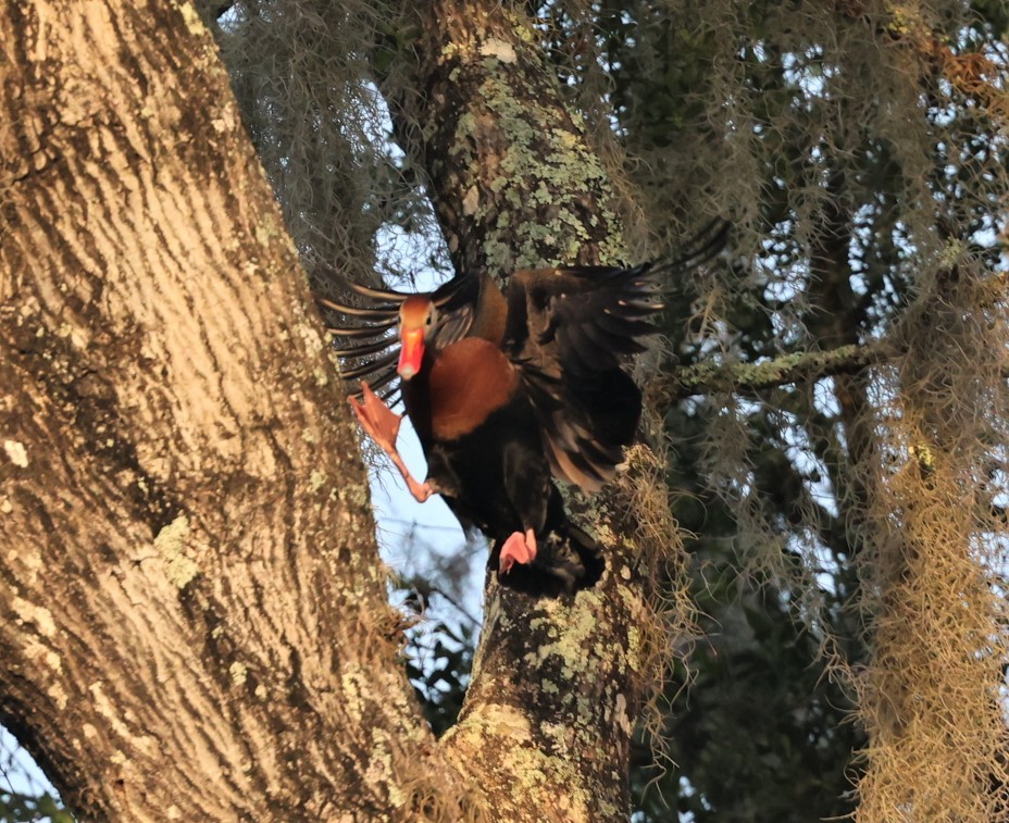 Black-bellied Whistling-Duck - ML460217411