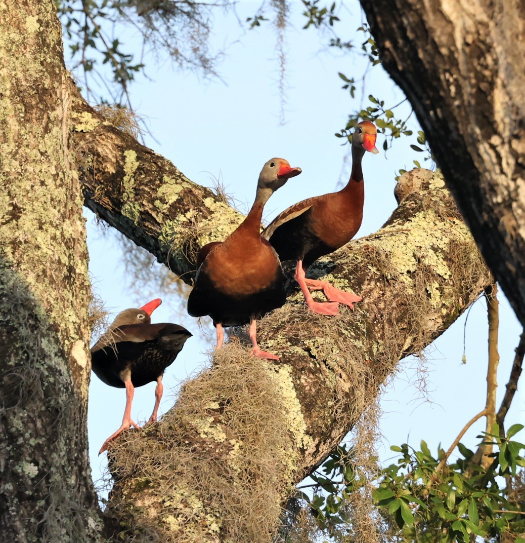 Black-bellied Whistling-Duck - ML460217421