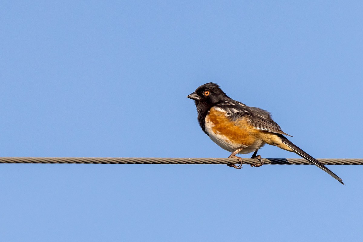 Spotted Towhee - Ron Horn