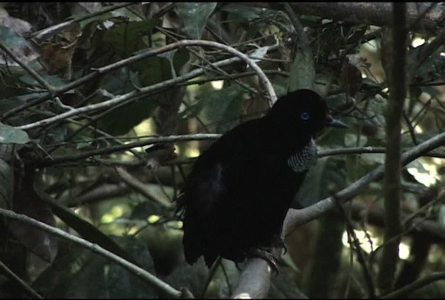 Eastern Parotia - ML460219